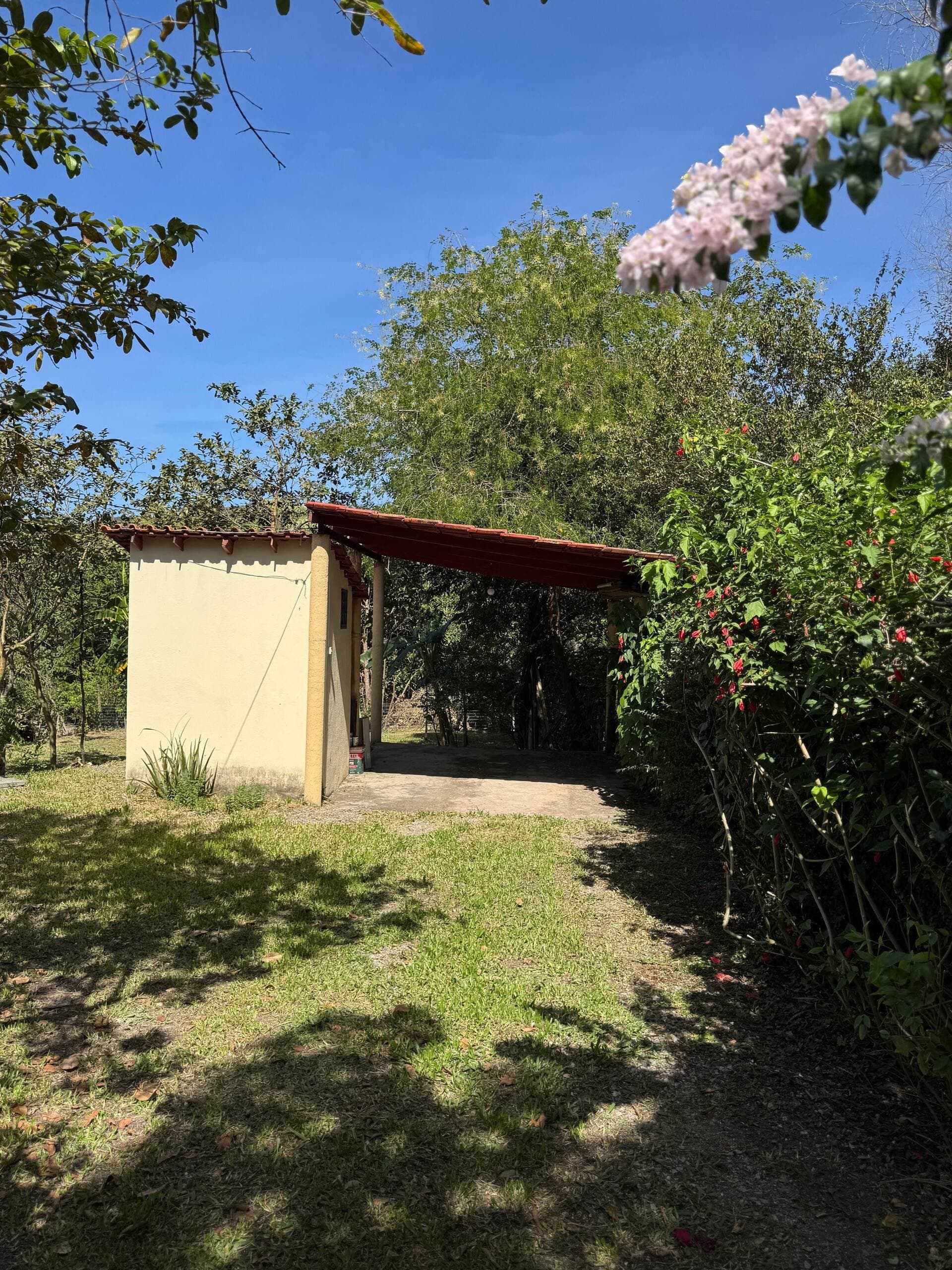 Estrutura no quintal, cercada por vegetação
