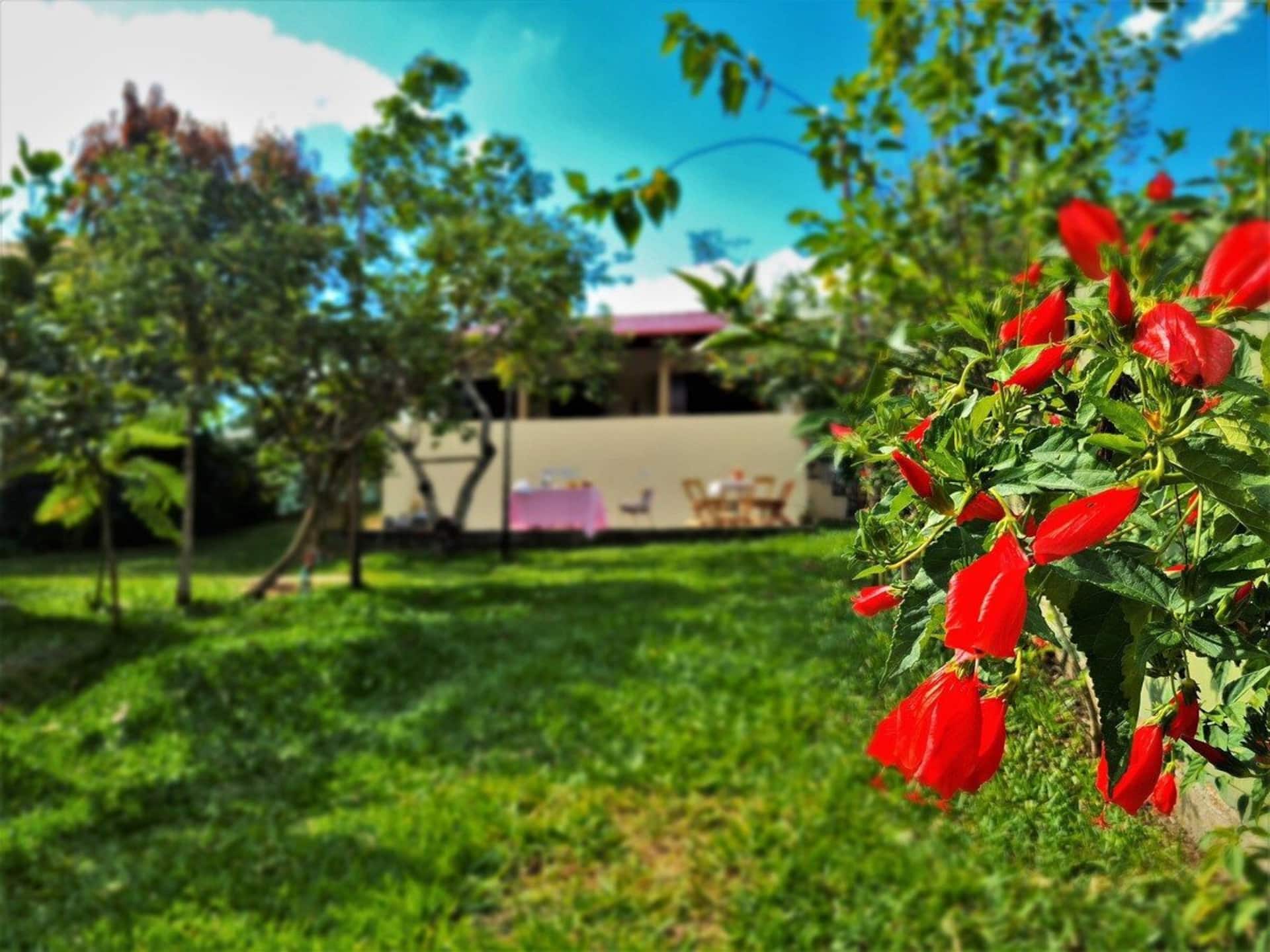 Flores no quintal, com a casa ao fundo